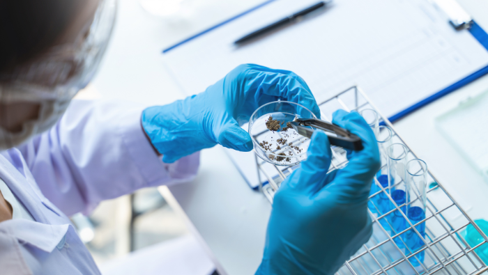 Faculty of Medicine & Allied Sciences